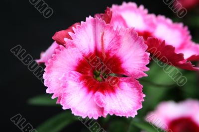 Dianthus flower