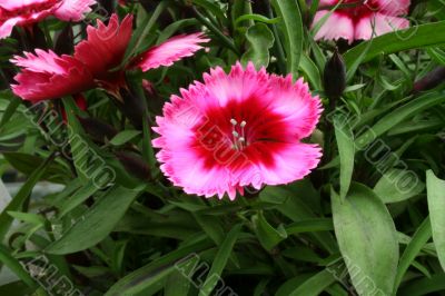Dianthus flower