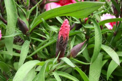 Dianthus flower bud