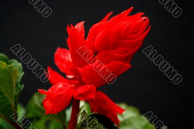 Red Snapdragon flower