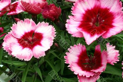 Dianthus flower