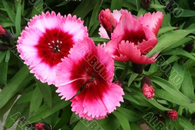 Dianthus flower