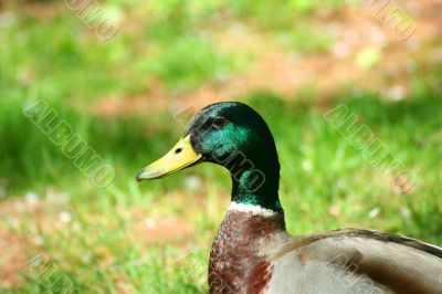 Male Mallard Duck