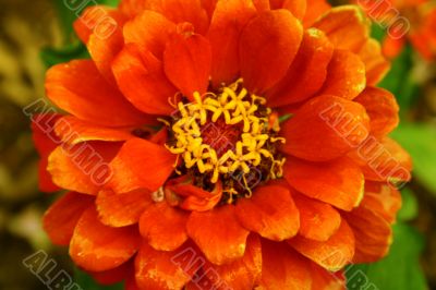 Orange Flower