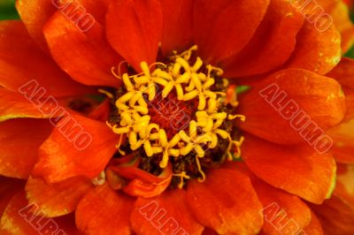 Orange Flower