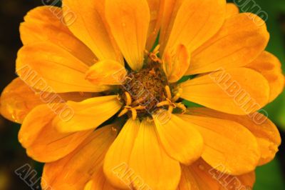 Yellow Flower