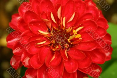 Red Flower