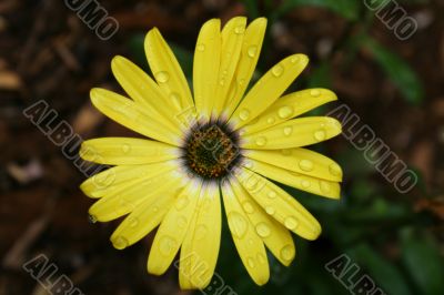 Yellow Flower with water droplets