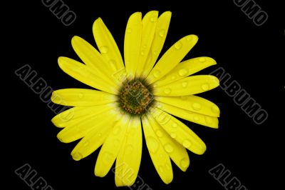 Yellow Flower with water droplets