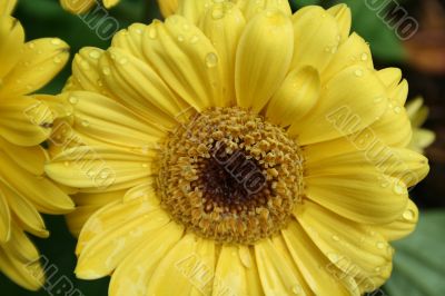 Yellow Flower with water droplets