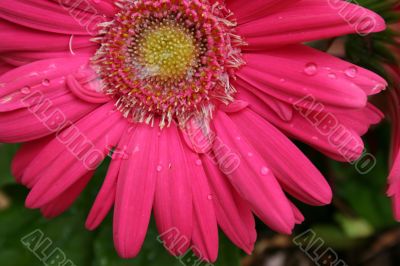 PinkFlower with water droplets