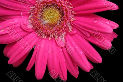 PinkFlower with water droplets