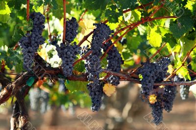 Grapes on a vine