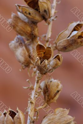Dried Flowers 1