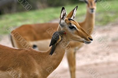 deer antelope and bird