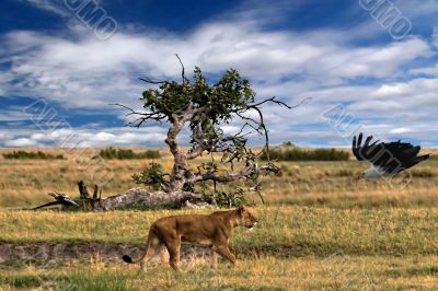 Lion and vulture