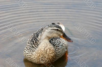 Female Mallard