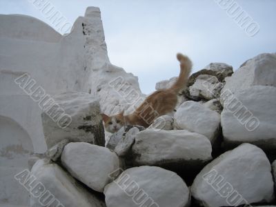 Mykonos kitty, Greece
