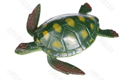 Turtle