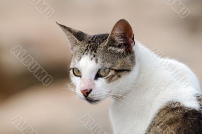 adorable cat