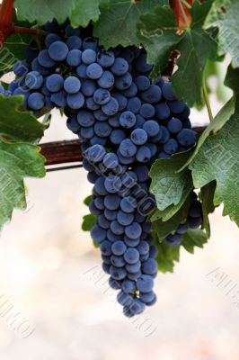 Grapes on a vine