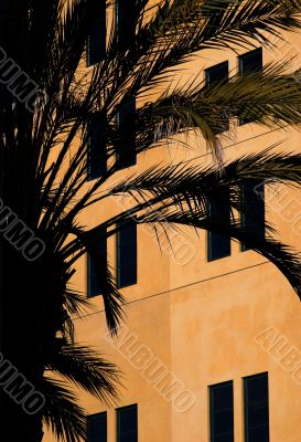 House and a palm tree