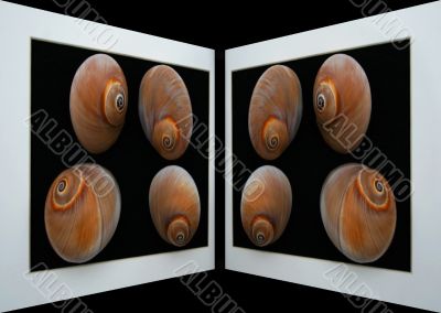 Shell Mirrow Image