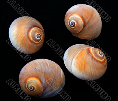 Four Shells