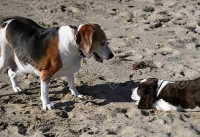 dogs on the beach