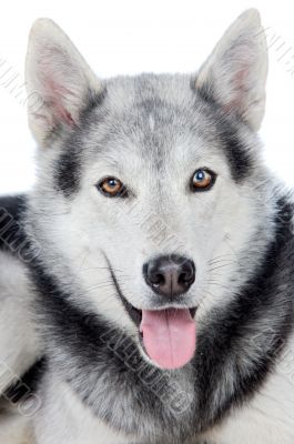 adorable dog