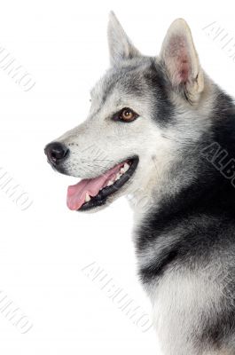 adorable dog