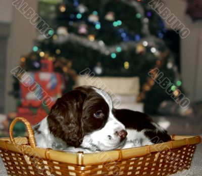 Best Christmas present