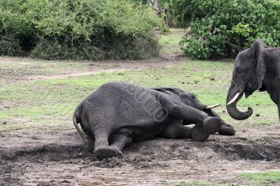 Elephants playing