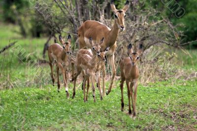deer antelope