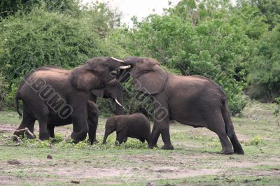 Elephants fighting
