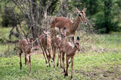 impala antelope