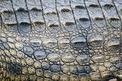 Crocodile scales