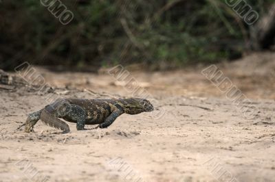Lizard legavaan