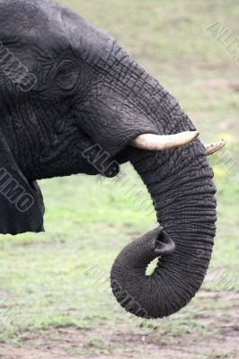 Elephants portrait