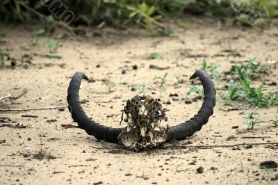 Impala horns