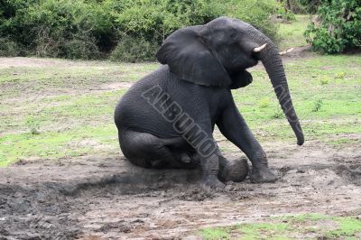 Elephant
