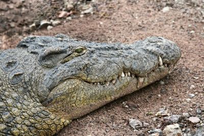 Crocodile