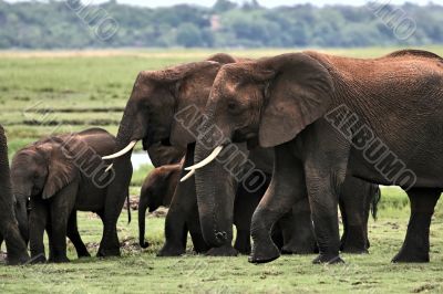 Elephant family