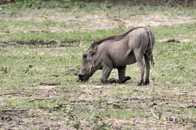 wild pig