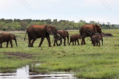 Elephant family