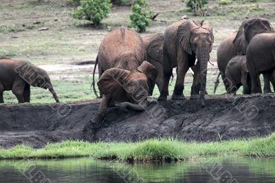 Elephant herd