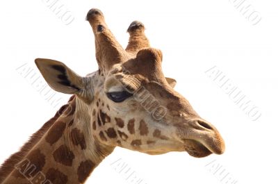giraffe head