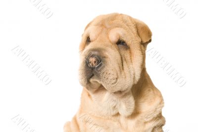 looking sharpei pup