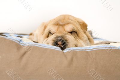 Sleeping sharpei pup