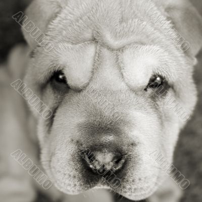 Sad puppy